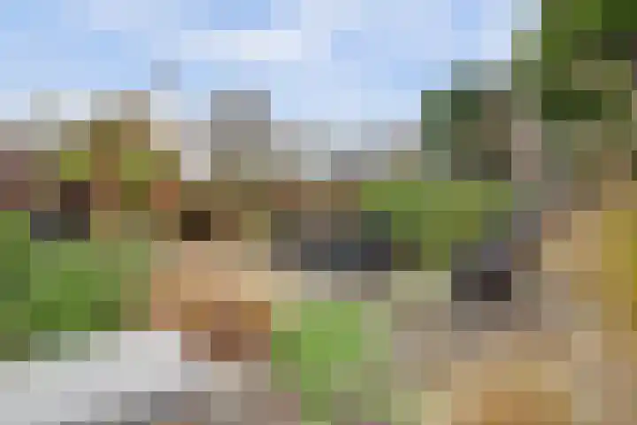 Kamille 10 Deventer thumbnail 4