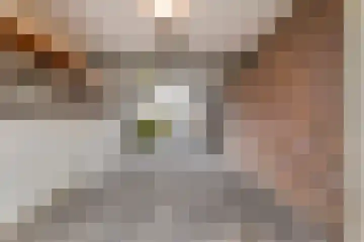 Kamille 10 Udenhout thumbnail 37