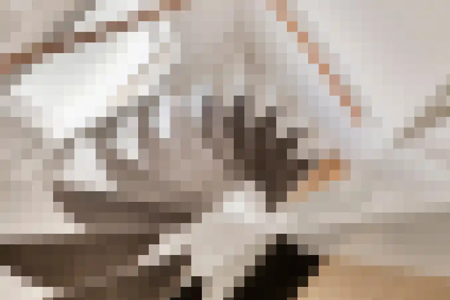 Kamille 11 Haaksbergen thumbnail 32