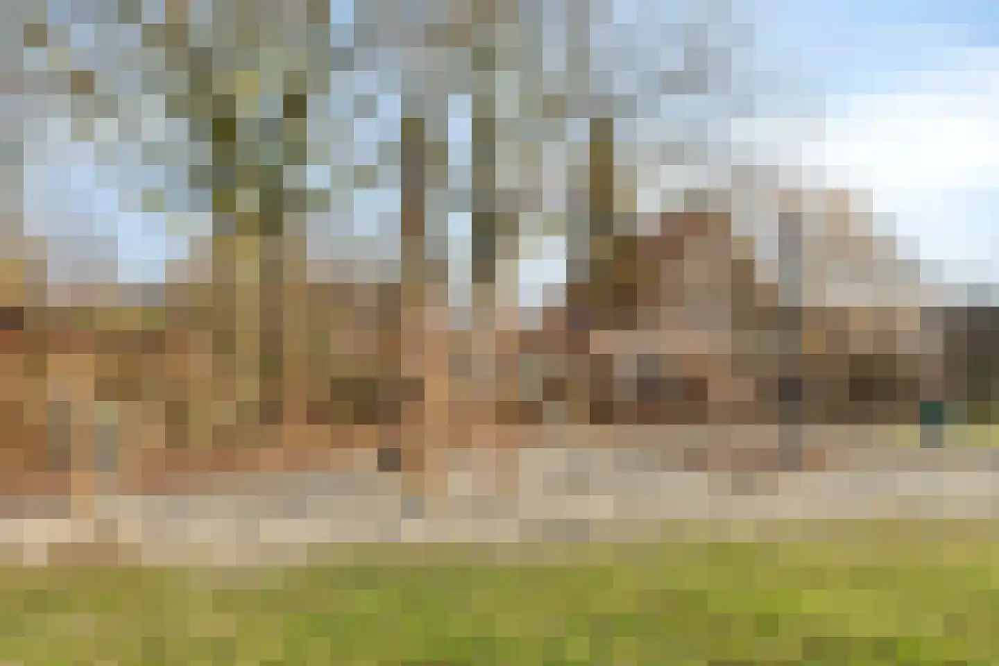 Kamille 11 Haaksbergen thumbnail 41