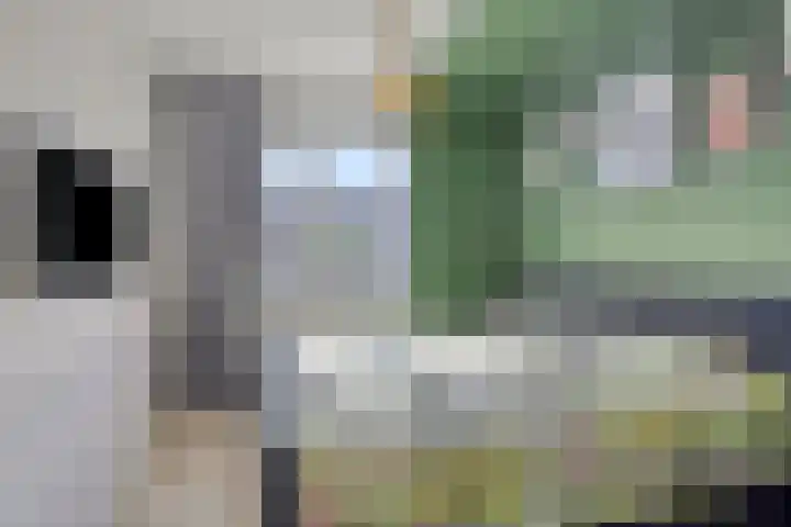 Kamille 12 Boxmeer thumbnail 18