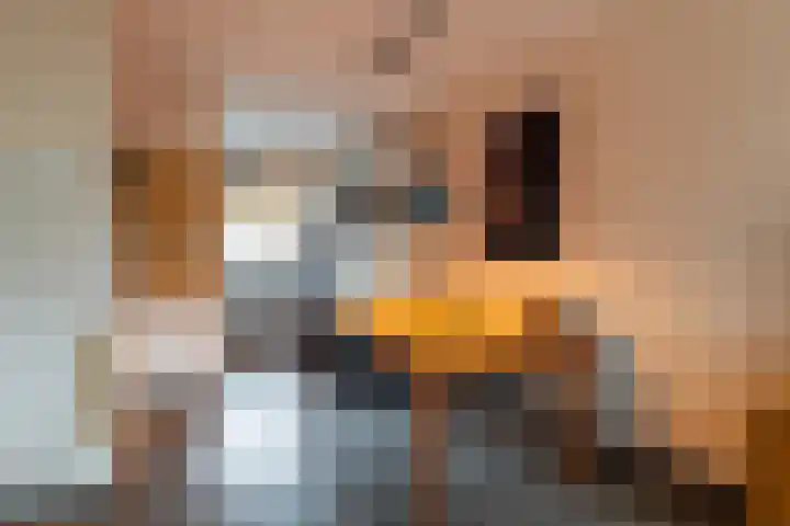 Kamille 15 Sprang-Capelle thumbnail 10
