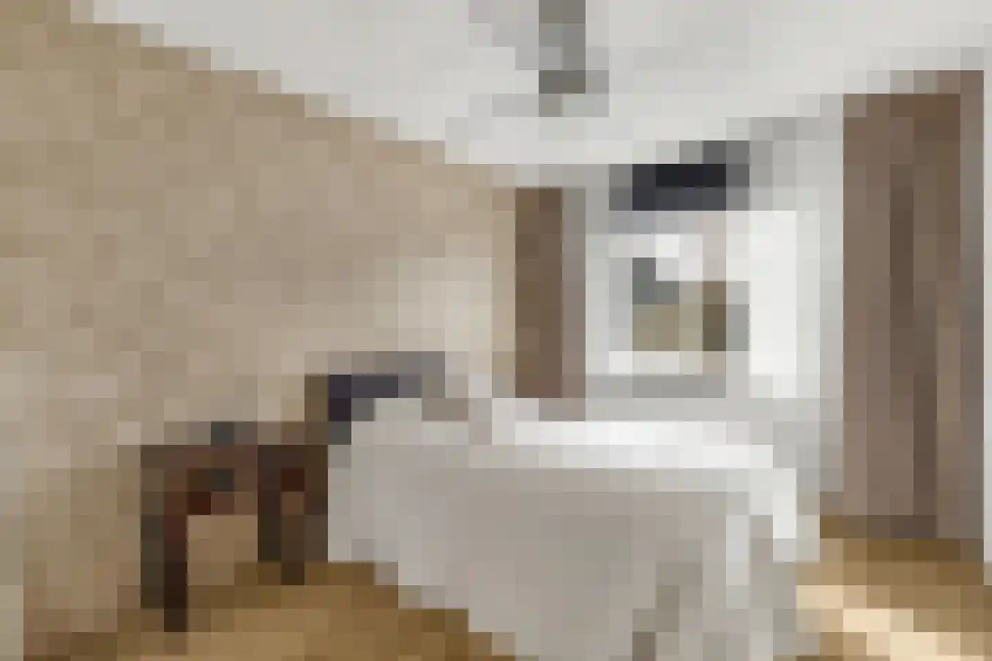 Kamille 16 Nijkerk thumbnail 18