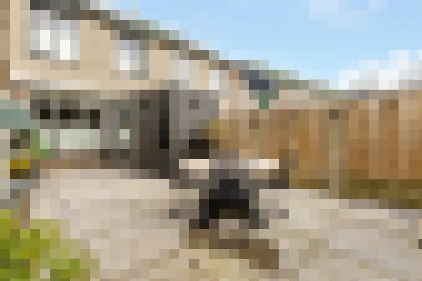 Kamille 16 Nijkerk thumbnail 31