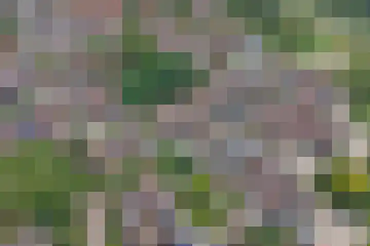 Kamille 2 Deventer thumbnail 26