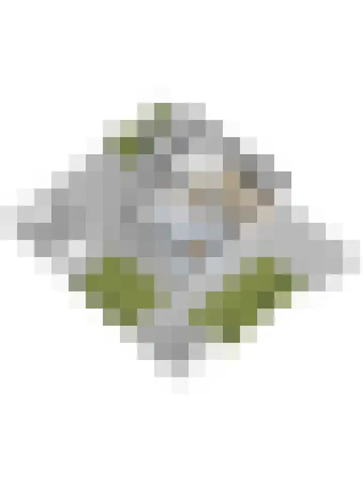 Kamille 2 Deventer thumbnail 36