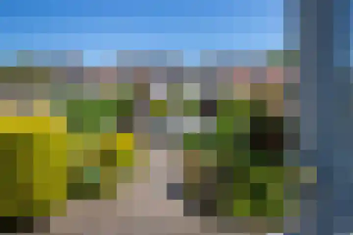 Kamille 21 Reeuwijk thumbnail 34