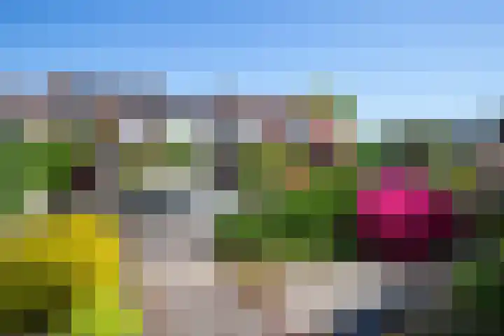 Kamille 21 Reeuwijk thumbnail 37