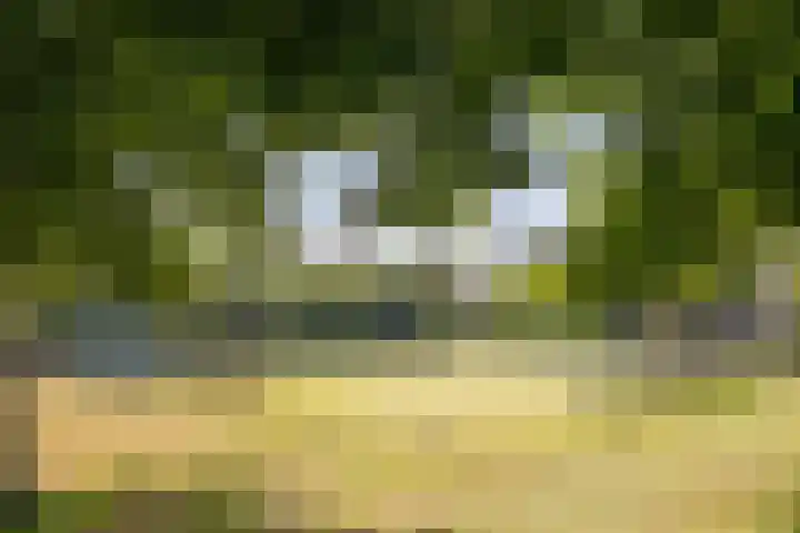 Kamille 22 Zwaag thumbnail 38