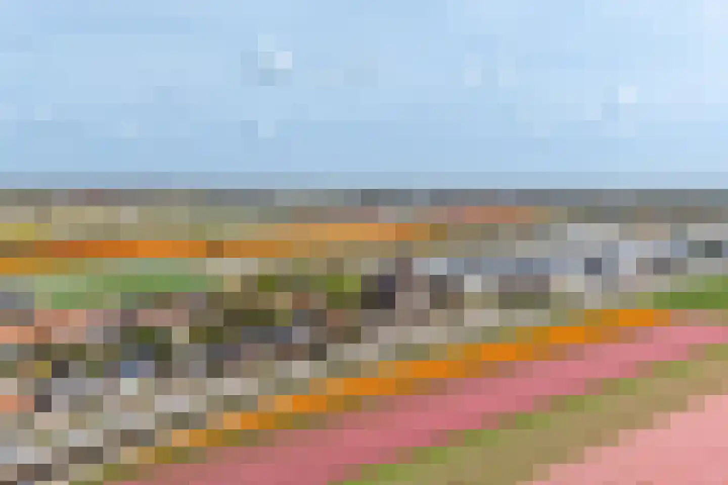Kamille 24 Noordwijkerhout thumbnail 42