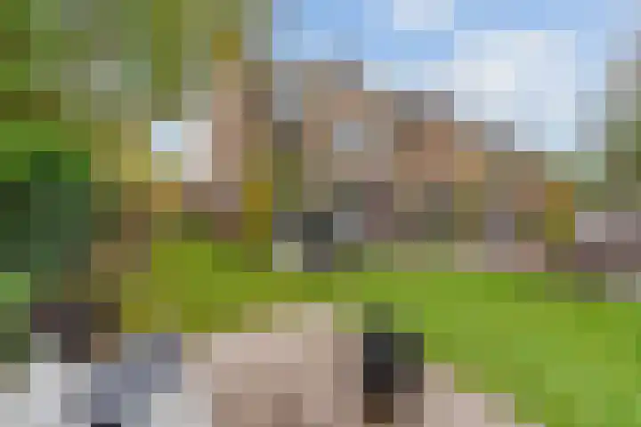 Kamille 27 Sprang-Capelle thumbnail 24