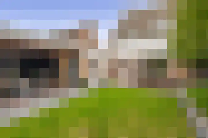 Kamille 27 Udenhout thumbnail 22