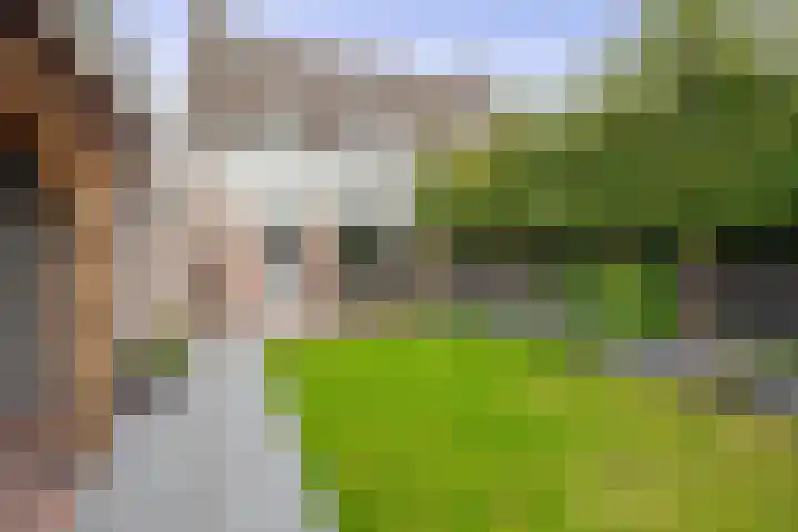 Kamille 27 Udenhout thumbnail 23