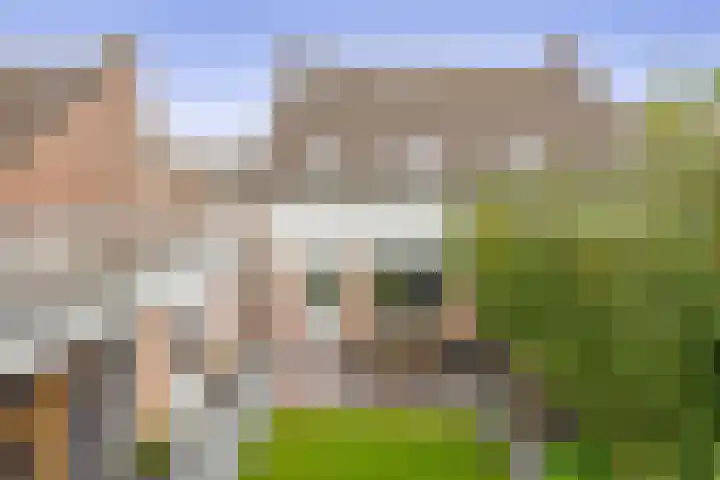 Kamille 27 Udenhout thumbnail 26