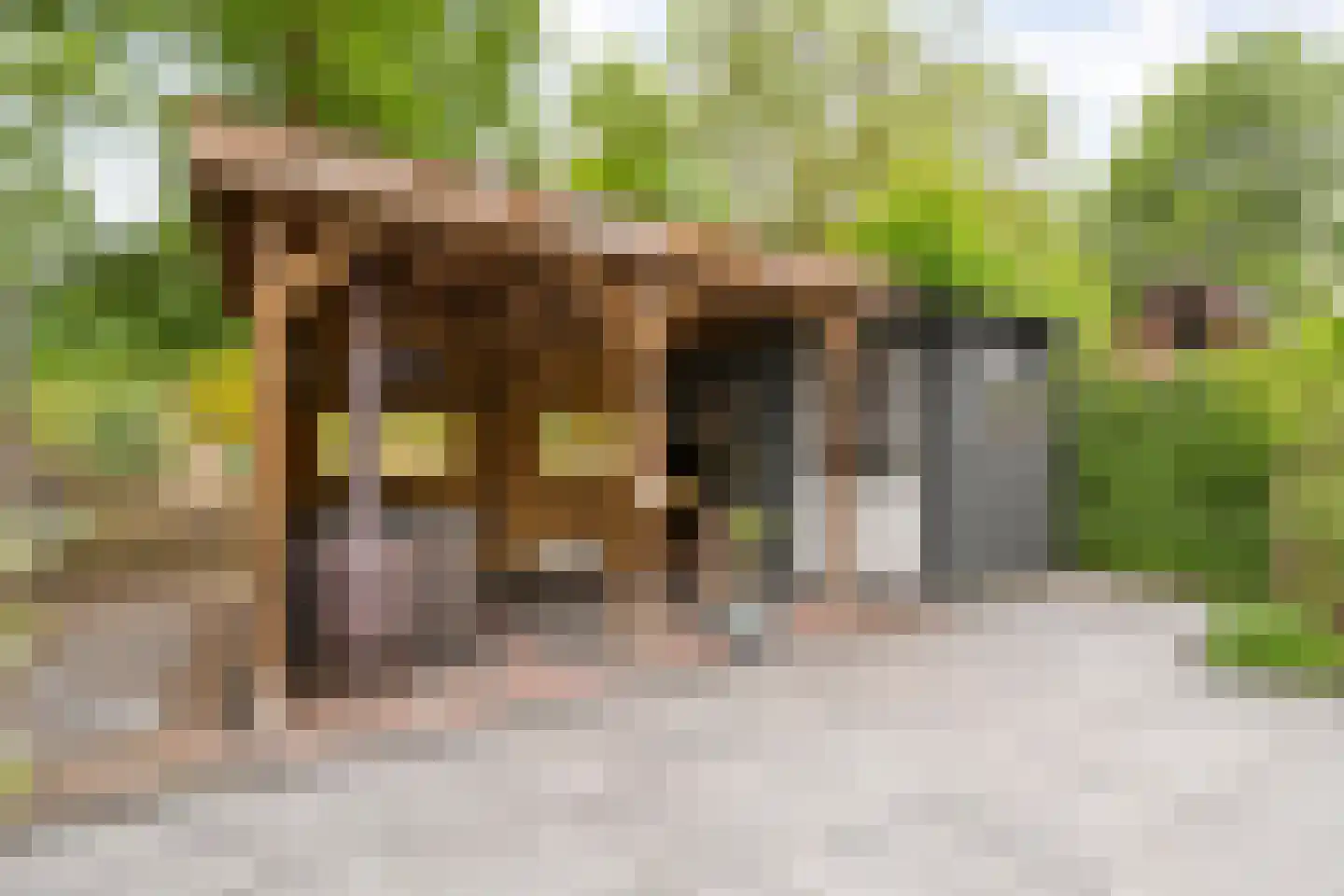 Kamille 28 Raalte thumbnail 28