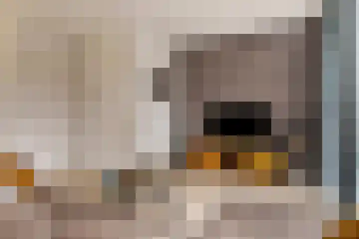 Kamille 28 Vlijmen thumbnail 10