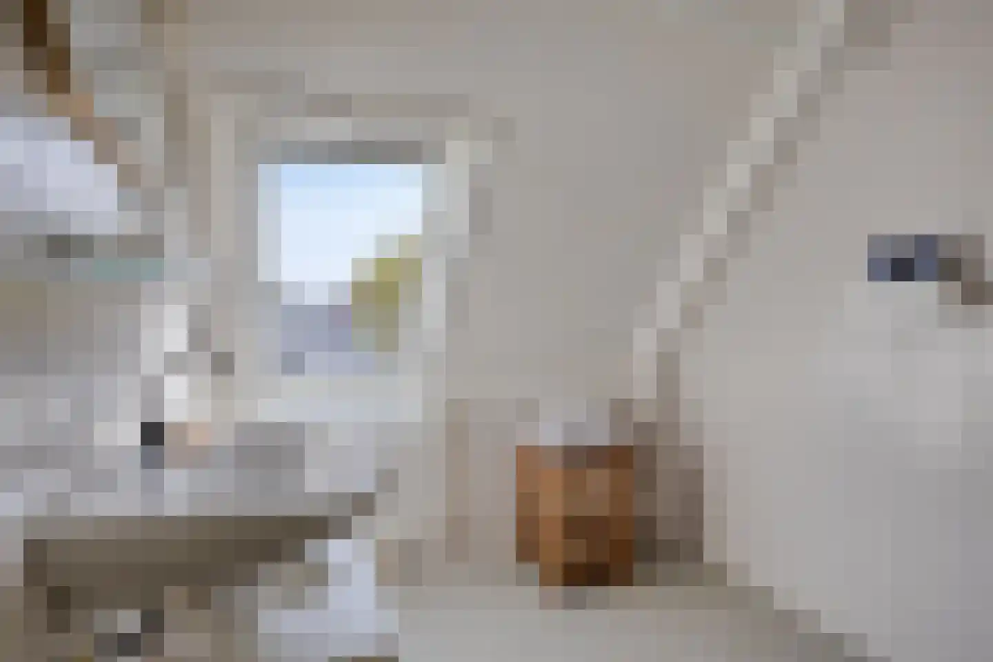 Kamille 29 Opmeer thumbnail 18