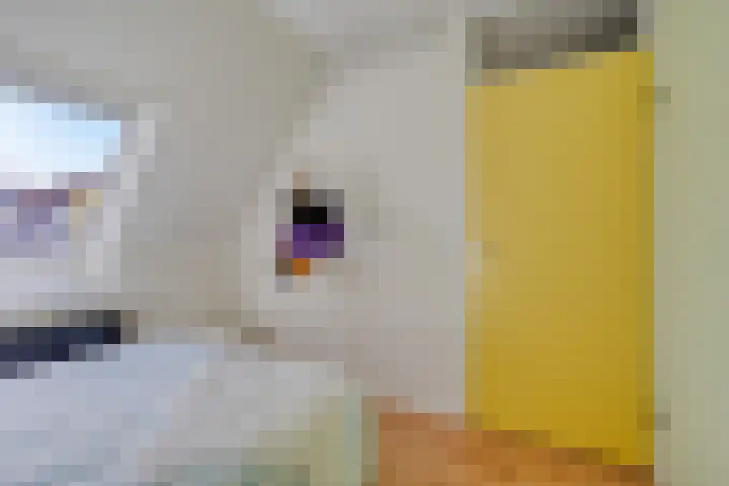 Kamille 29 Opmeer thumbnail 22