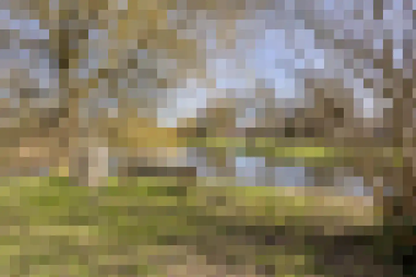 Kamille 29 Opmeer thumbnail 32