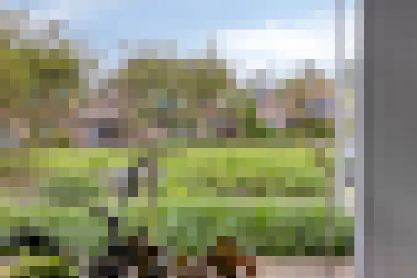 Kamille 29 Roden thumbnail 8