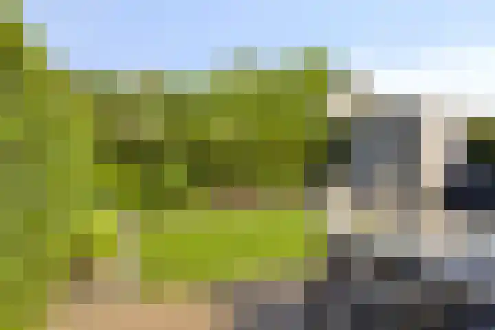 Kamille 32 Boxmeer thumbnail 23