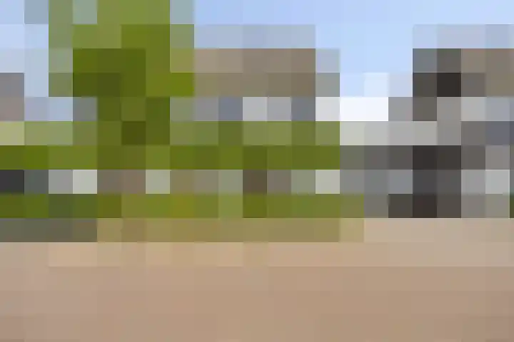 Kamille 32 Boxmeer thumbnail 27