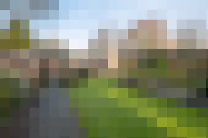 Kamille 32 Dronten thumbnail 31