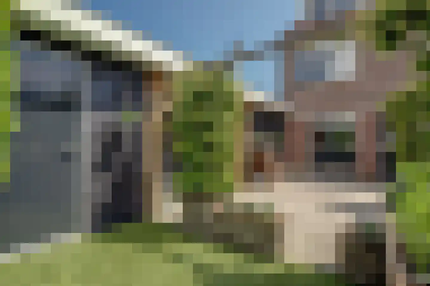 Kamille 32 Opmeer thumbnail 41