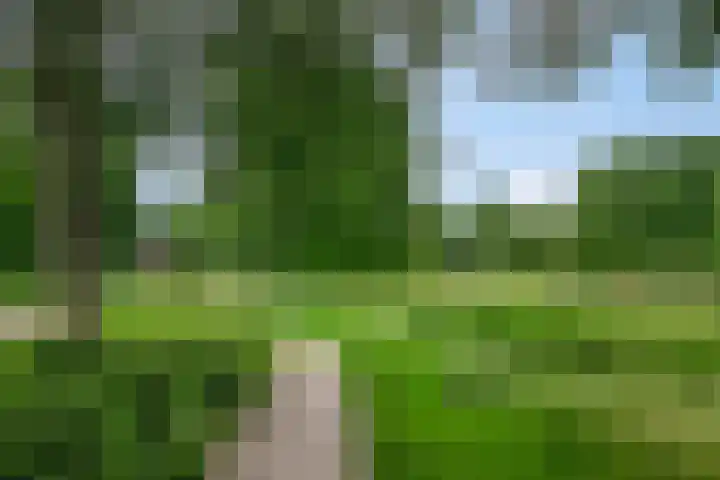 Kamille 33 Roden thumbnail 44