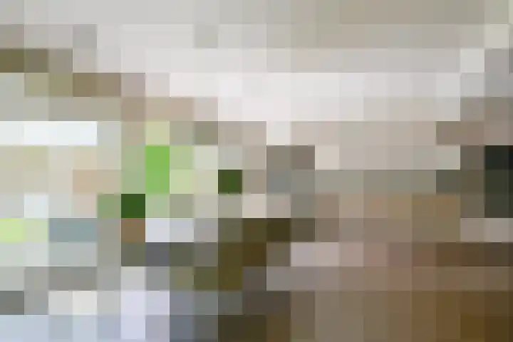 Kamille 4 Middenmeer thumbnail 22