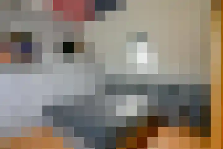 Kamille 4 Middenmeer thumbnail 34