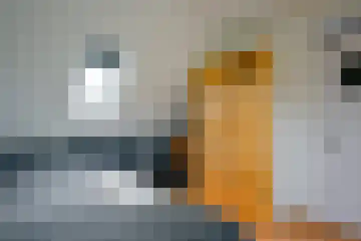Kamille 4 Middenmeer thumbnail 36