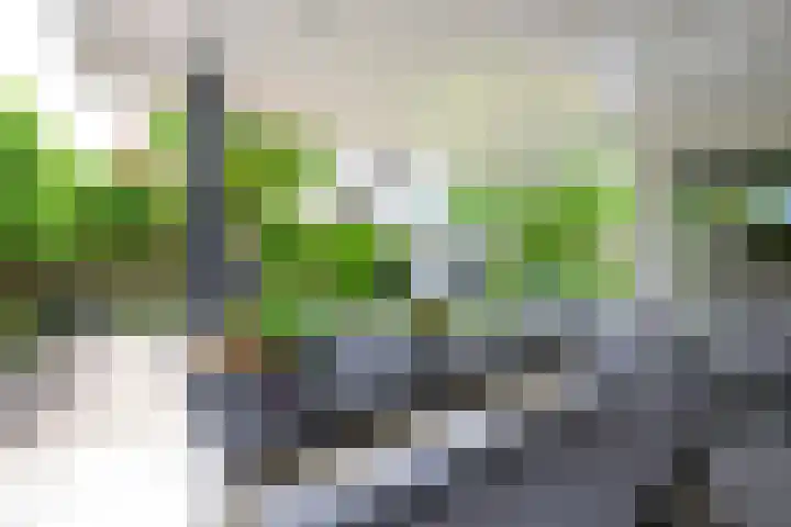 Kamille 4 Middenmeer thumbnail 38