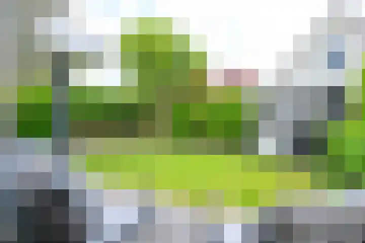 Kamille 4 Middenmeer thumbnail 39