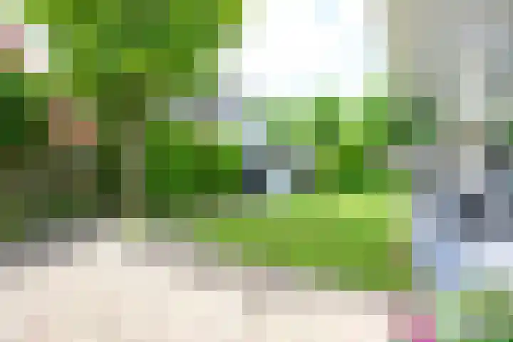 Kamille 4 Middenmeer thumbnail 40