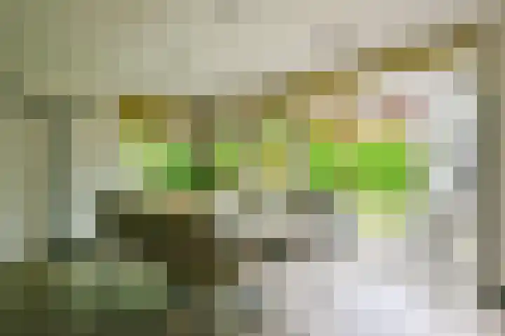 Kamille 4 Middenmeer thumbnail 7