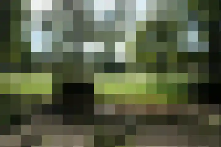 Kamille 55 Culemborg thumbnail 15
