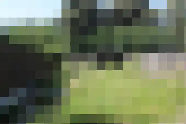 Kamille 6 Raalte thumbnail 18