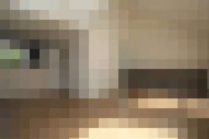 Kamille 6 Raalte thumbnail 4