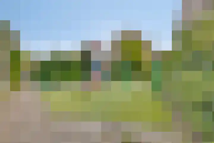 Kamille 80 Zwaag thumbnail 25