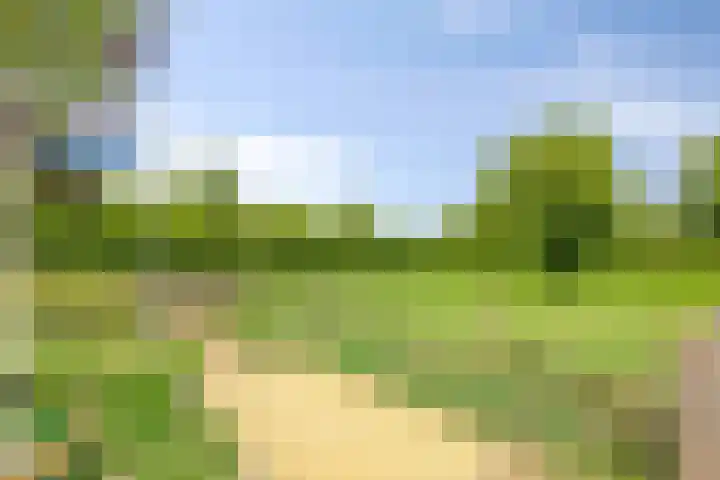 Kamille 9 Boxmeer thumbnail 30