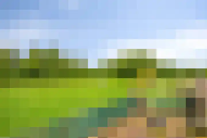 Kamille 9 Boxmeer thumbnail 31