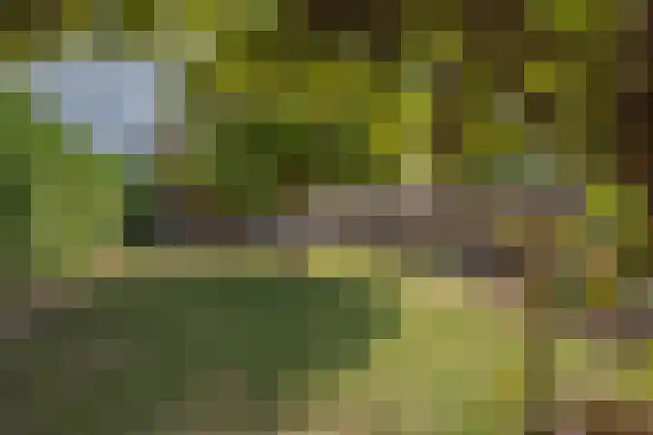Kamille 9 Haelen thumbnail 6