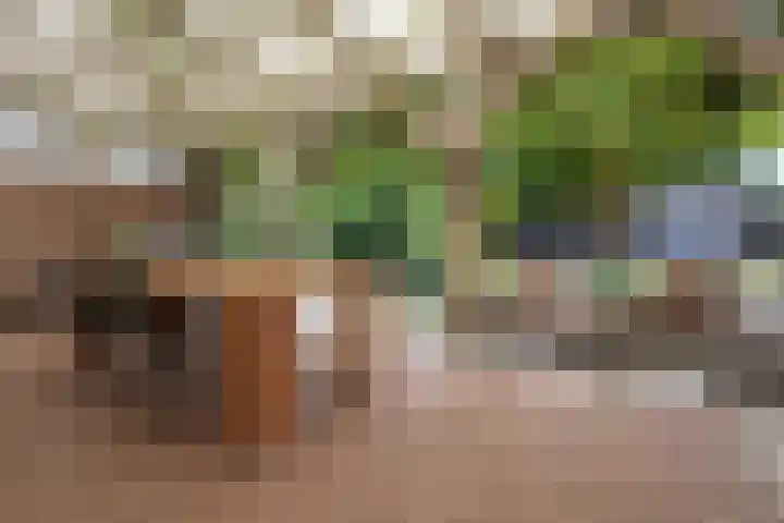 Kamille 9 Haelen thumbnail 7