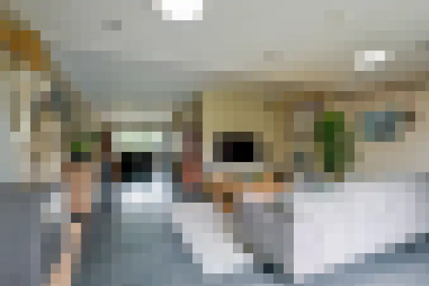 Kamille 9 Hoogkarspel thumbnail 6