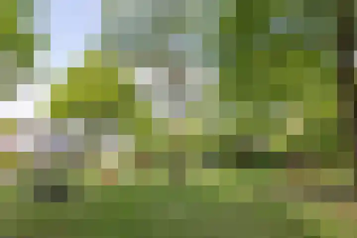 Kamille 97 Oldenzaal thumbnail 42