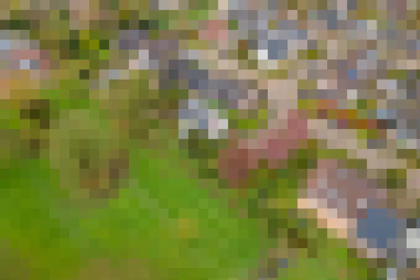 Kamillekamp 47 Eck en Wiel thumbnail 64