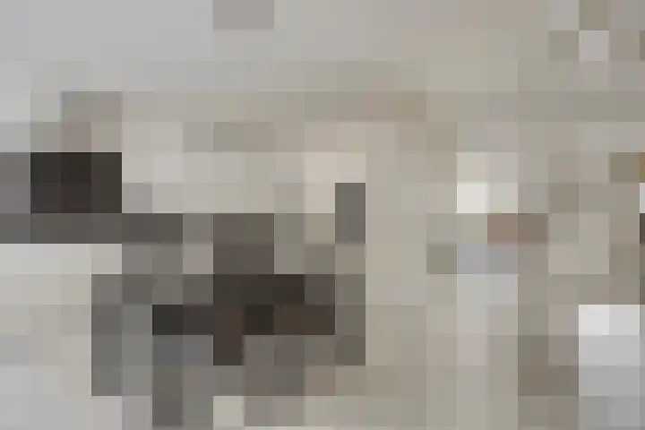 Kamillelaan 18 Scherpenzeel foto 2