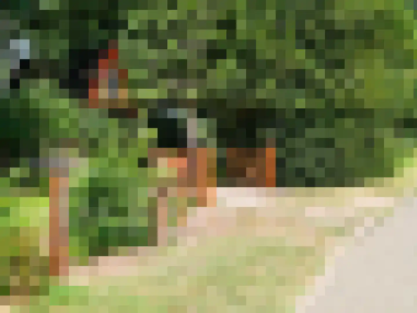 Kamillepad 9 Wanssum thumbnail 11