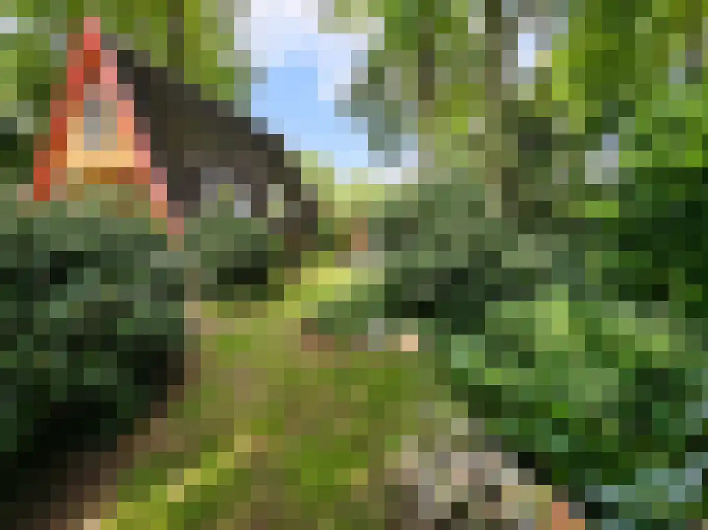 Kamillepad 9 Wanssum thumbnail 12